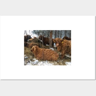 Scottish Highland Cattle Cows and Calves 1870 Posters and Art